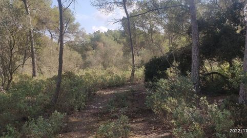 Finca de pinar no edificable, imatge 4