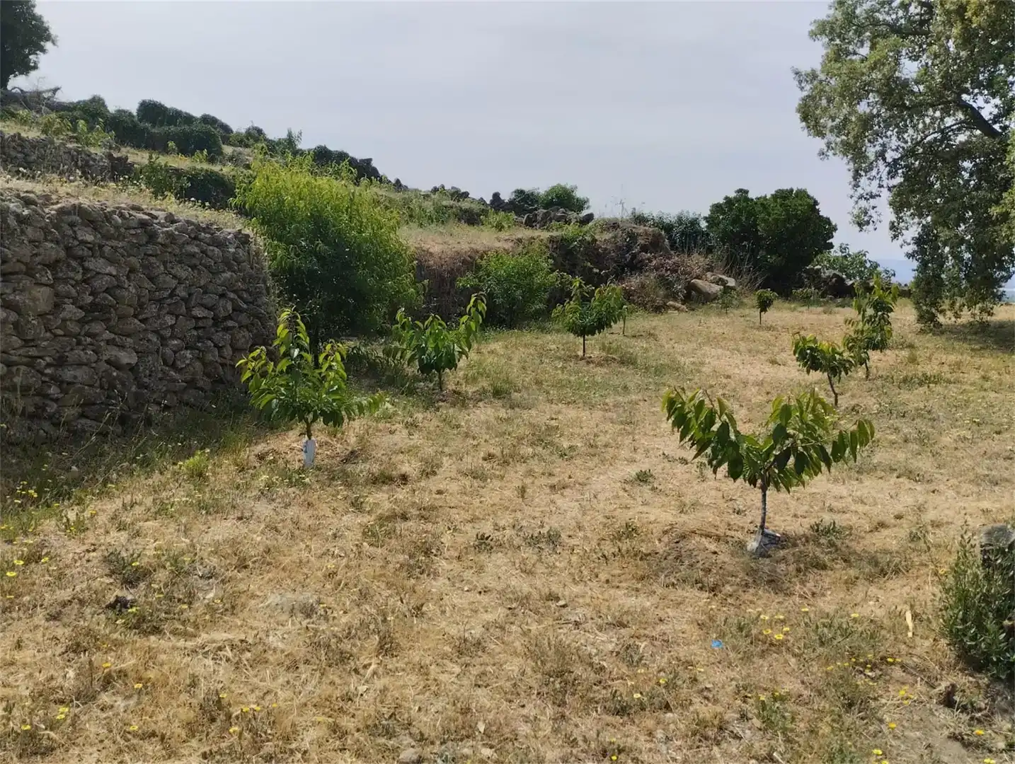 Finca rústica en venta en Pasarón de la Vera