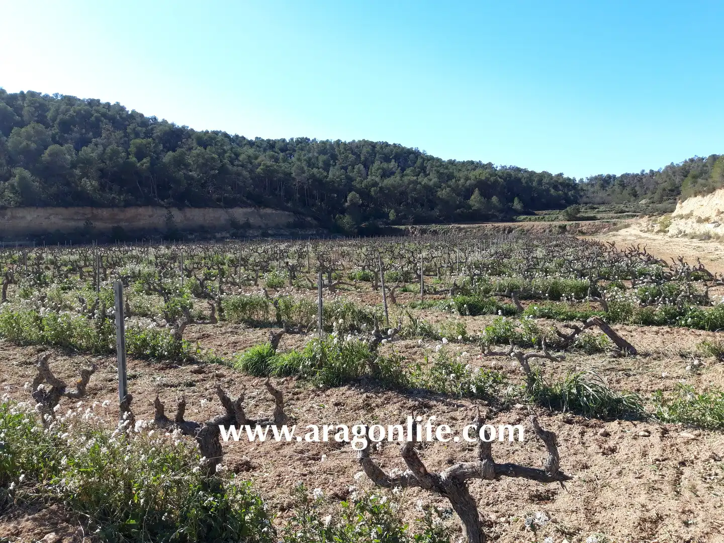 Finca rústica en venta en Nonaspe