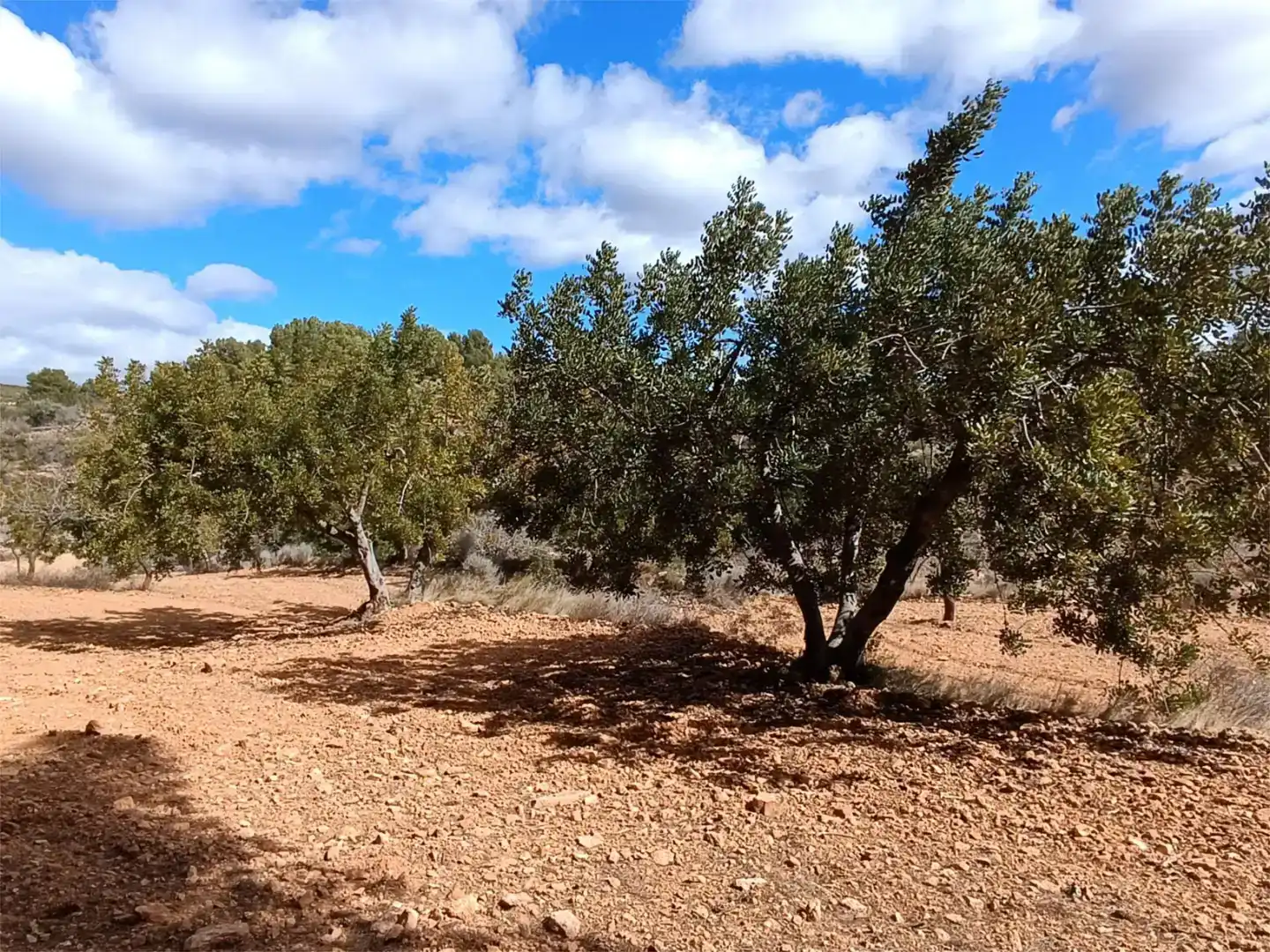 Land for sale in Useras /  Les Useres