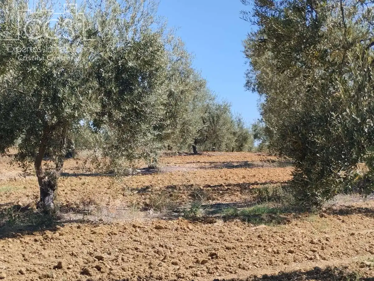 Terreni e lotti in vendita a Almonte ciudad, imagen 16