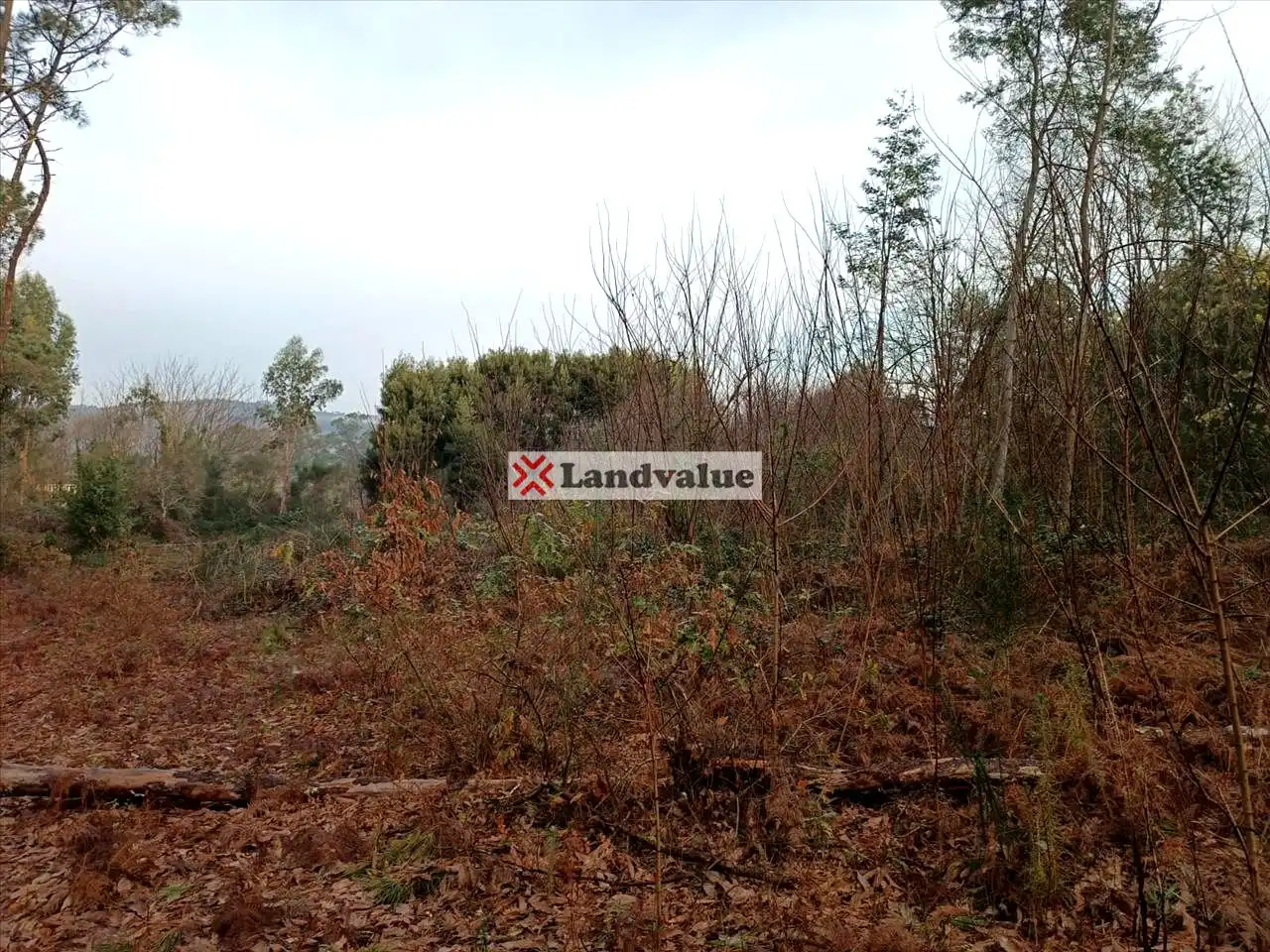 Rural land for sale in Polígono 166, Parcela 65, imagen 9