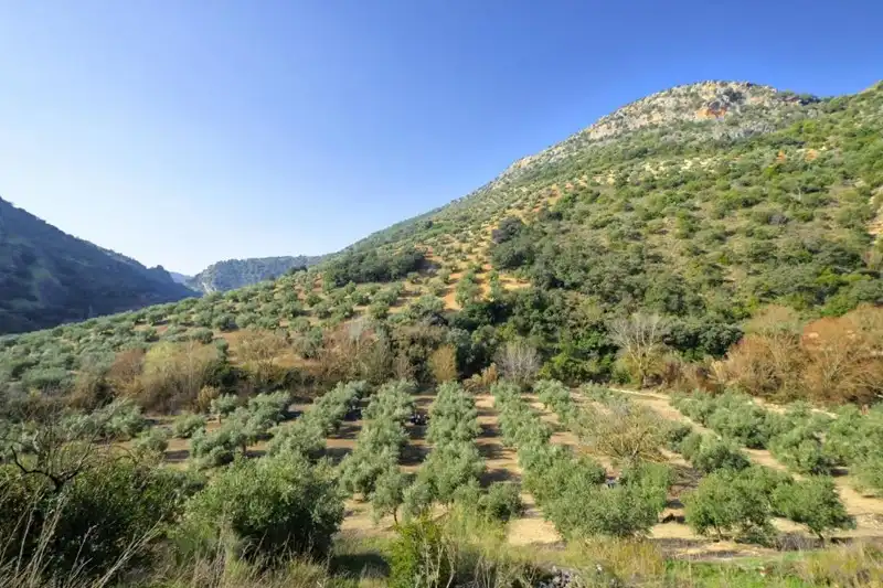 Terreno rústico en venta en Algarinejo, imagen 6