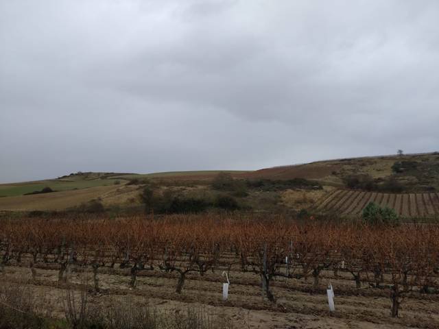 Terreno en Venta en Rodezno