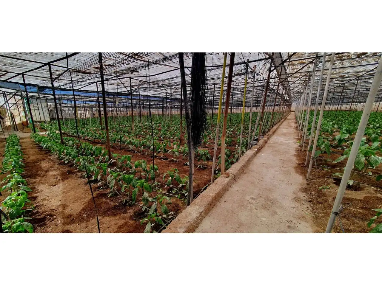 Jardín de Finca rústica en venta en Aguadulce