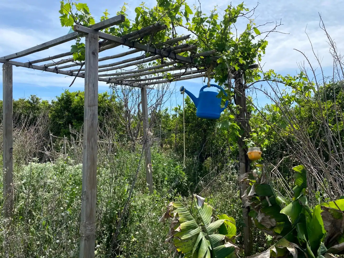 Jardín de Terreno en venta en Vila-real