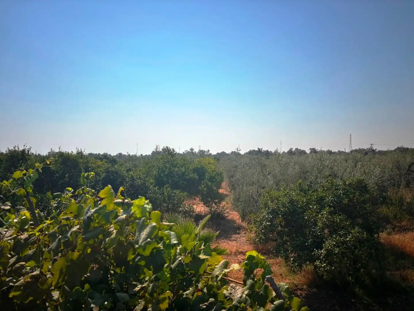 Finca rústica en venda en Huévar del Aljarafe amb Jardí privat, Traster i Piscina