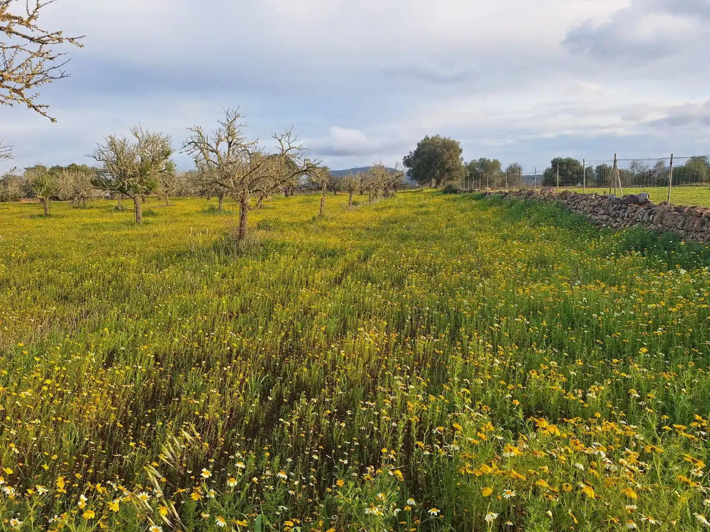 Finca rústica en venta en Algaida