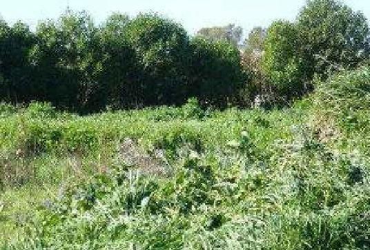 Land for sale in Sanlúcar de Barrameda