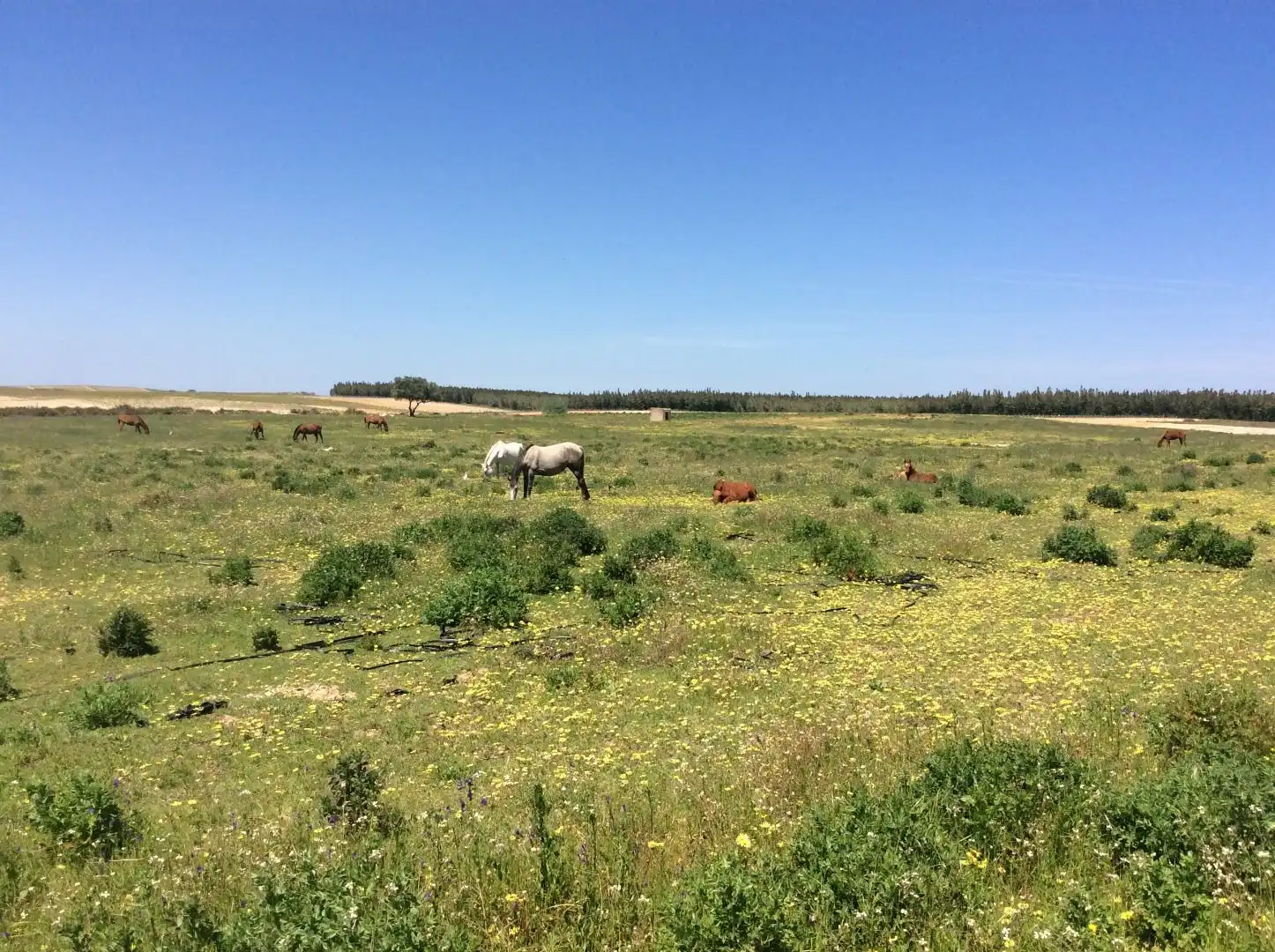 Land for sale in Almonte