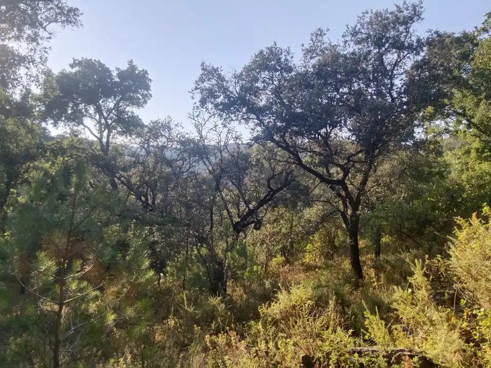 Finca rústica en venta en Linares de la Sierra