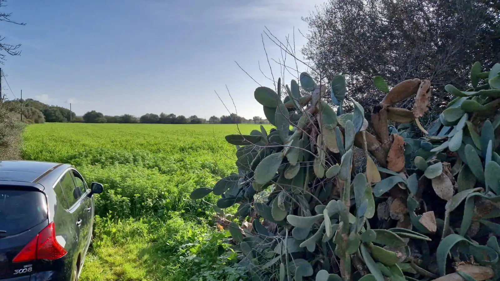 Terreno rustico in vendita a Llucmajor pueblo, imagen 6