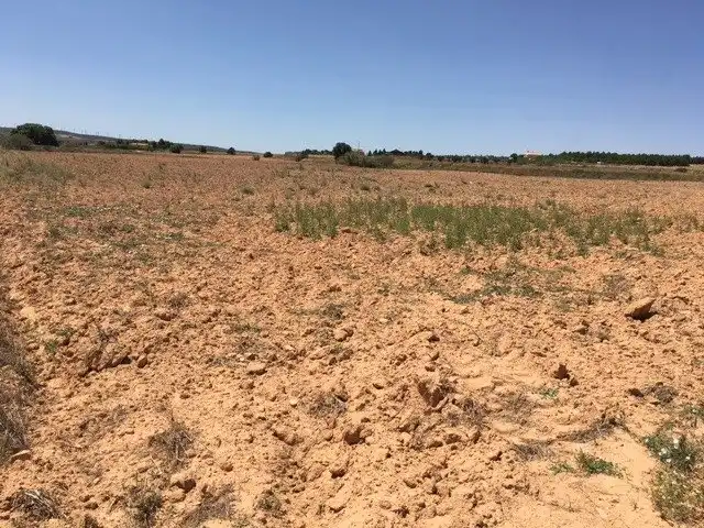 Terreno rustico in vendita a Almansa, imagen 6
