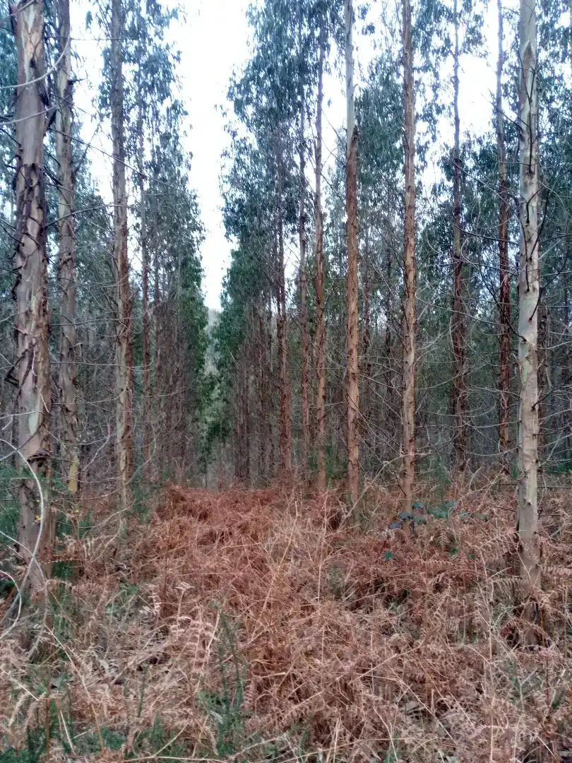 Finca rústica en venda en Cerceda