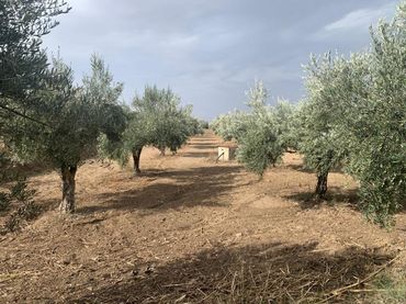 Terreno residencial en venta en Las Flores - Huerta