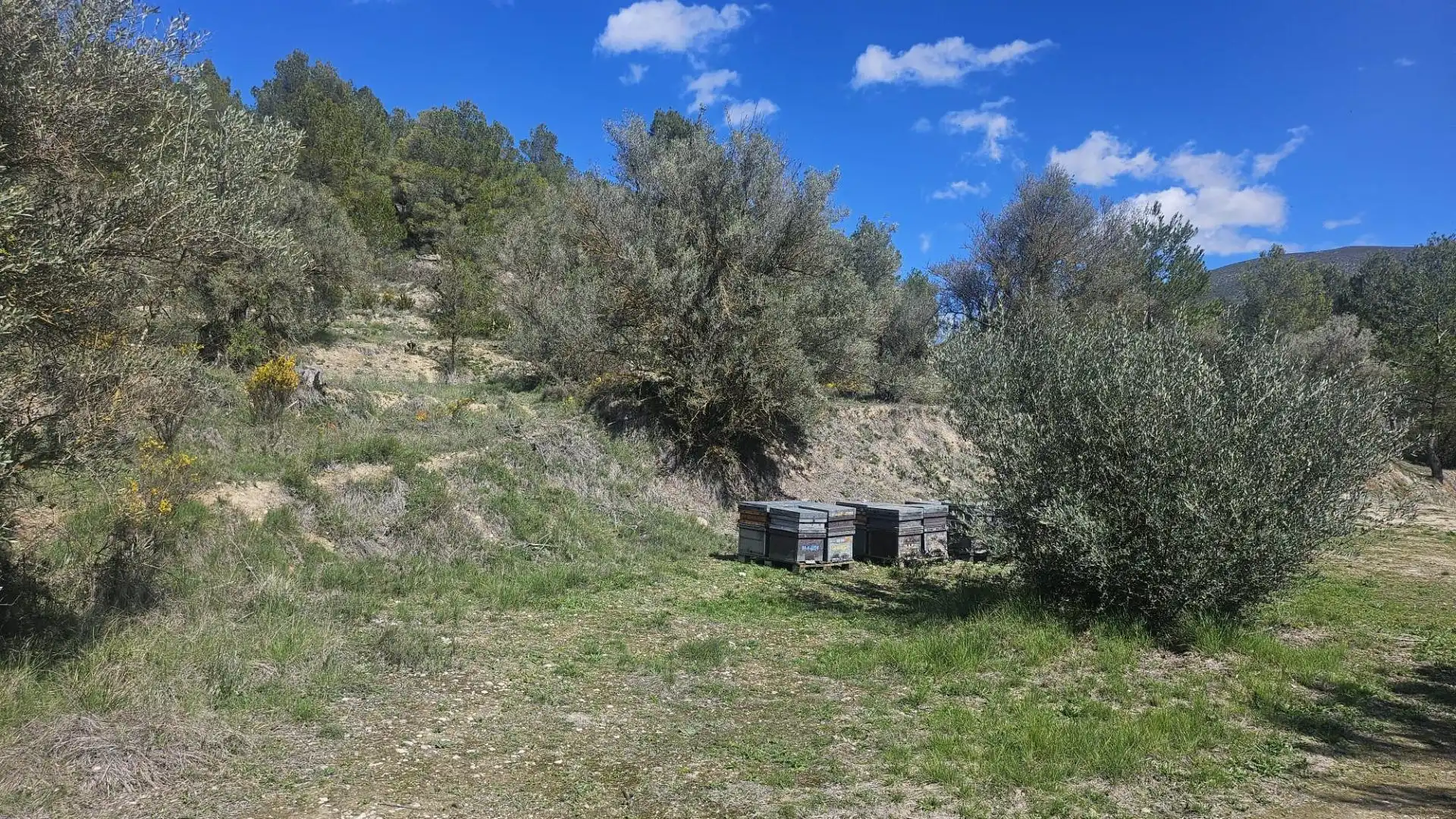Terrain rustique à vendre à Millena, imagen 9