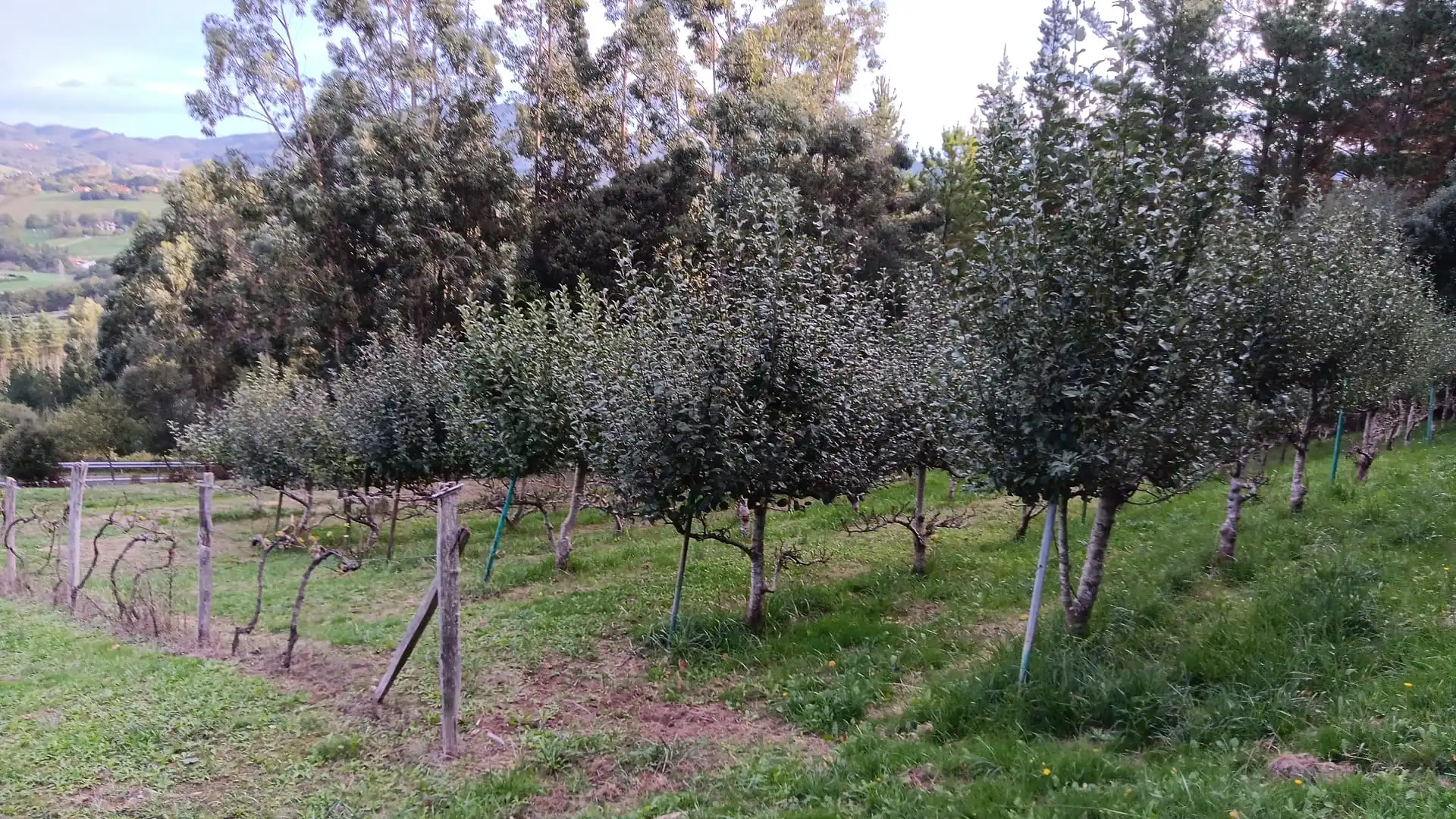 Jardín de Terreno en venta en Laukiz