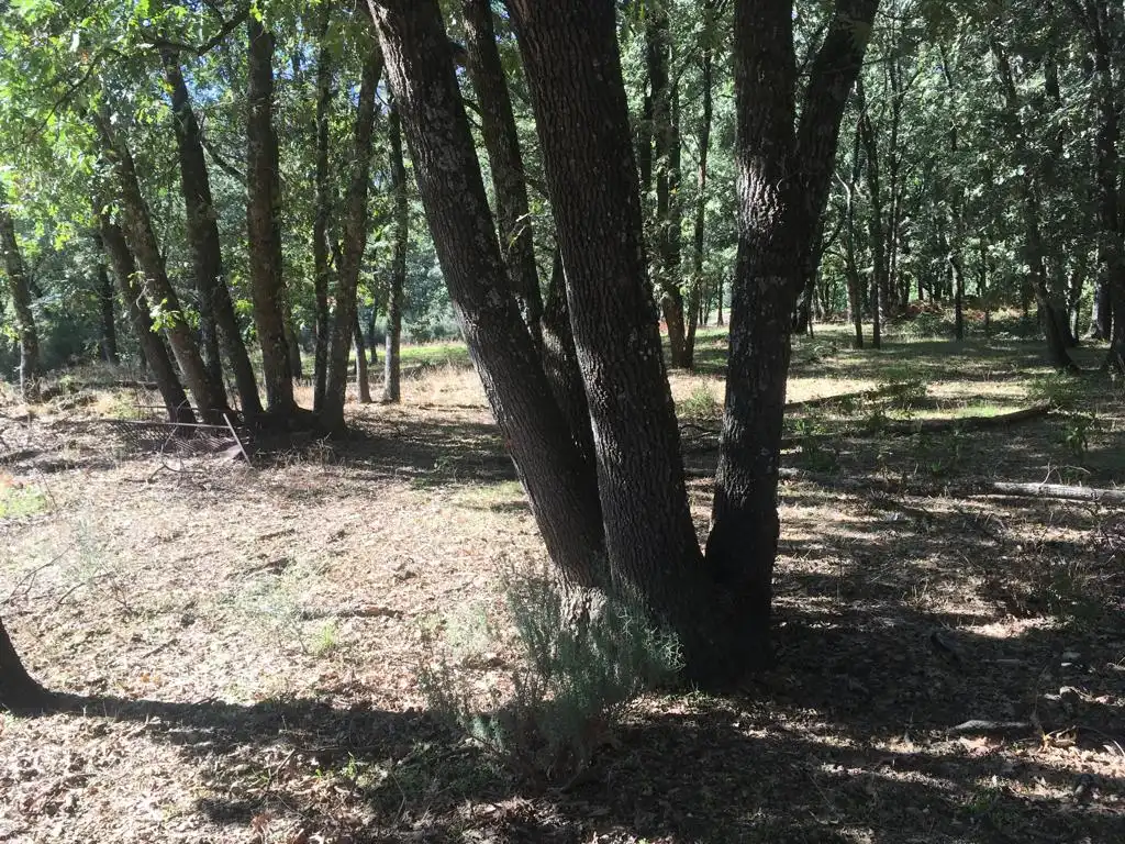 Traster en venda en Jarandilla de la Vera