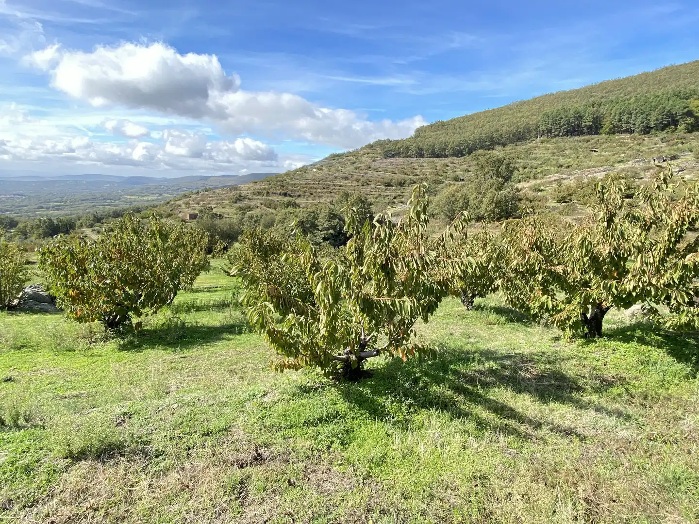 Terreni e lotti in vendita a Barrado, imagen 24