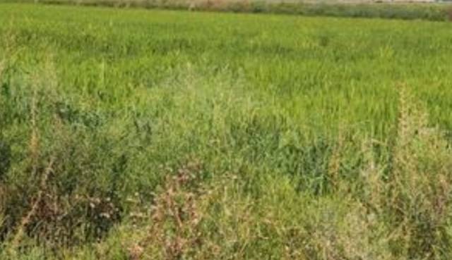 Terreno en Venta en Madrigalejo del Monte