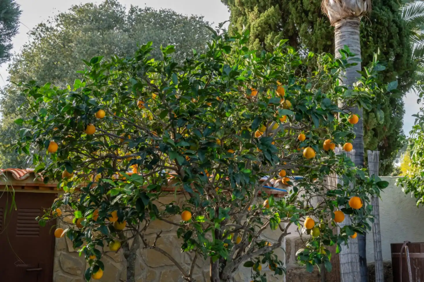 Jardí de Casa o xalet en venda en Centro ciudad