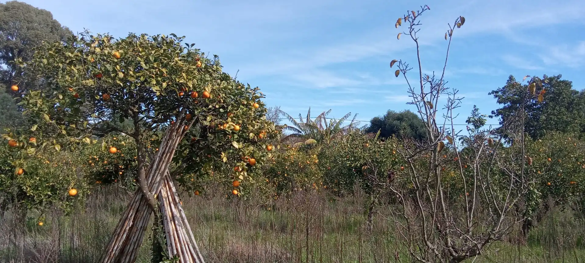 Casa rústica en venda a Vejer, imagen 12