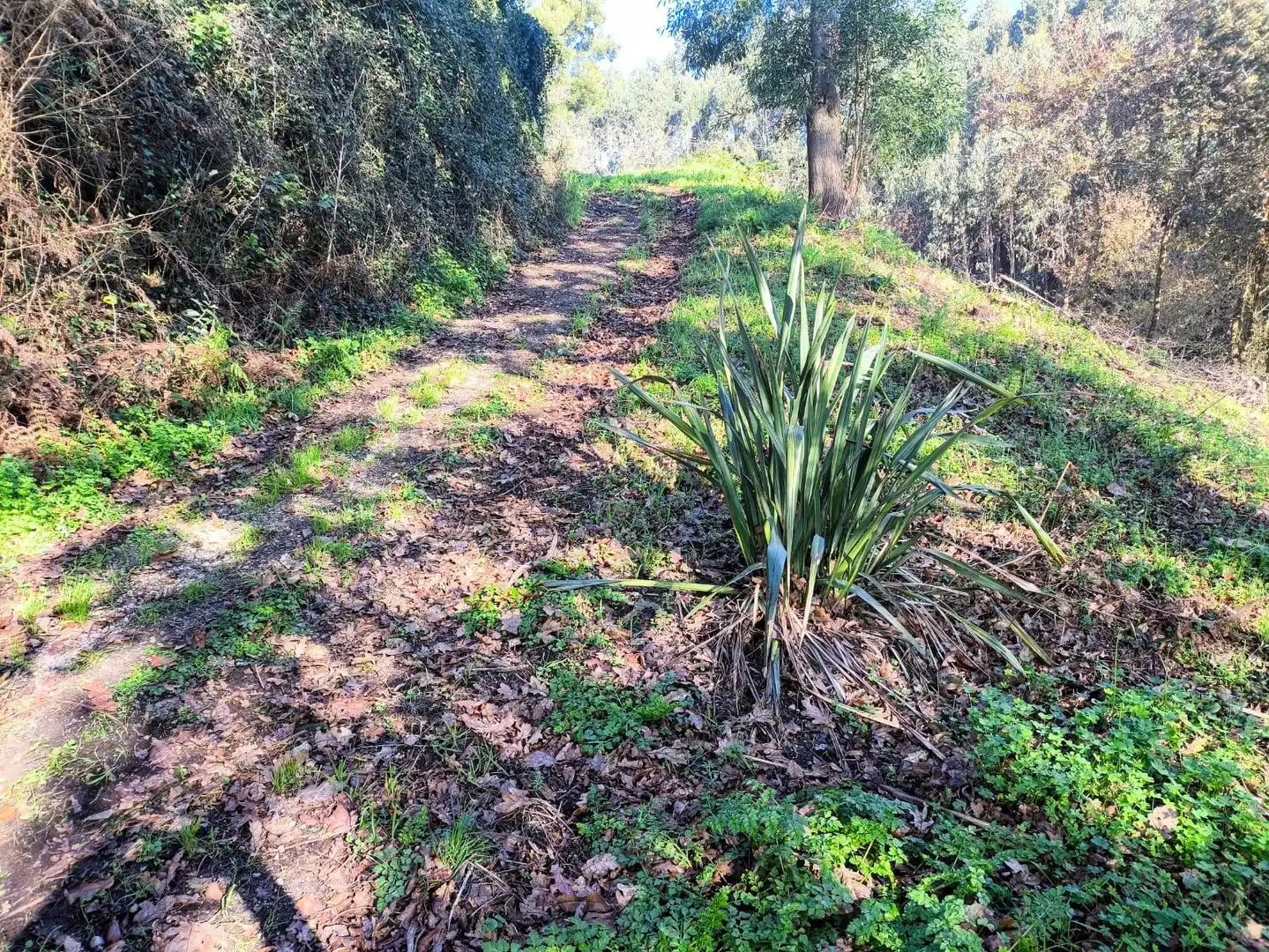 Terreni e lotti in vendita a Lugar Outeiro, imagen 11