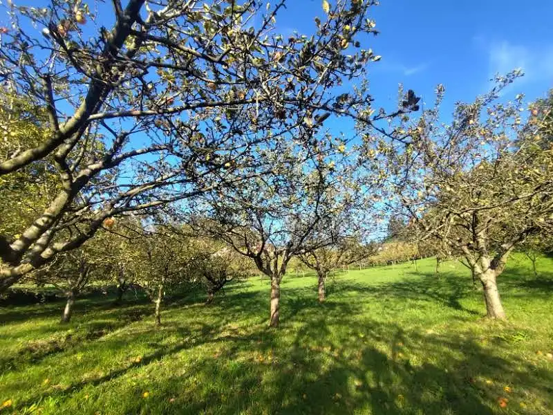 Garden of Residential for sale in Proaza, Asturias