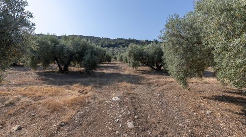 FINCA DE OLIVOS EN MONTEFRÍO, immagine 5
