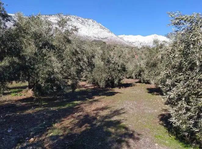 Terreni e lotti in vendita a Cortijo de El Fraile, imagen 7