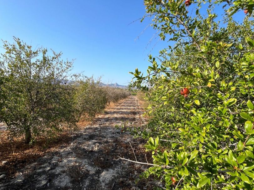 Land for sale in Orihuela