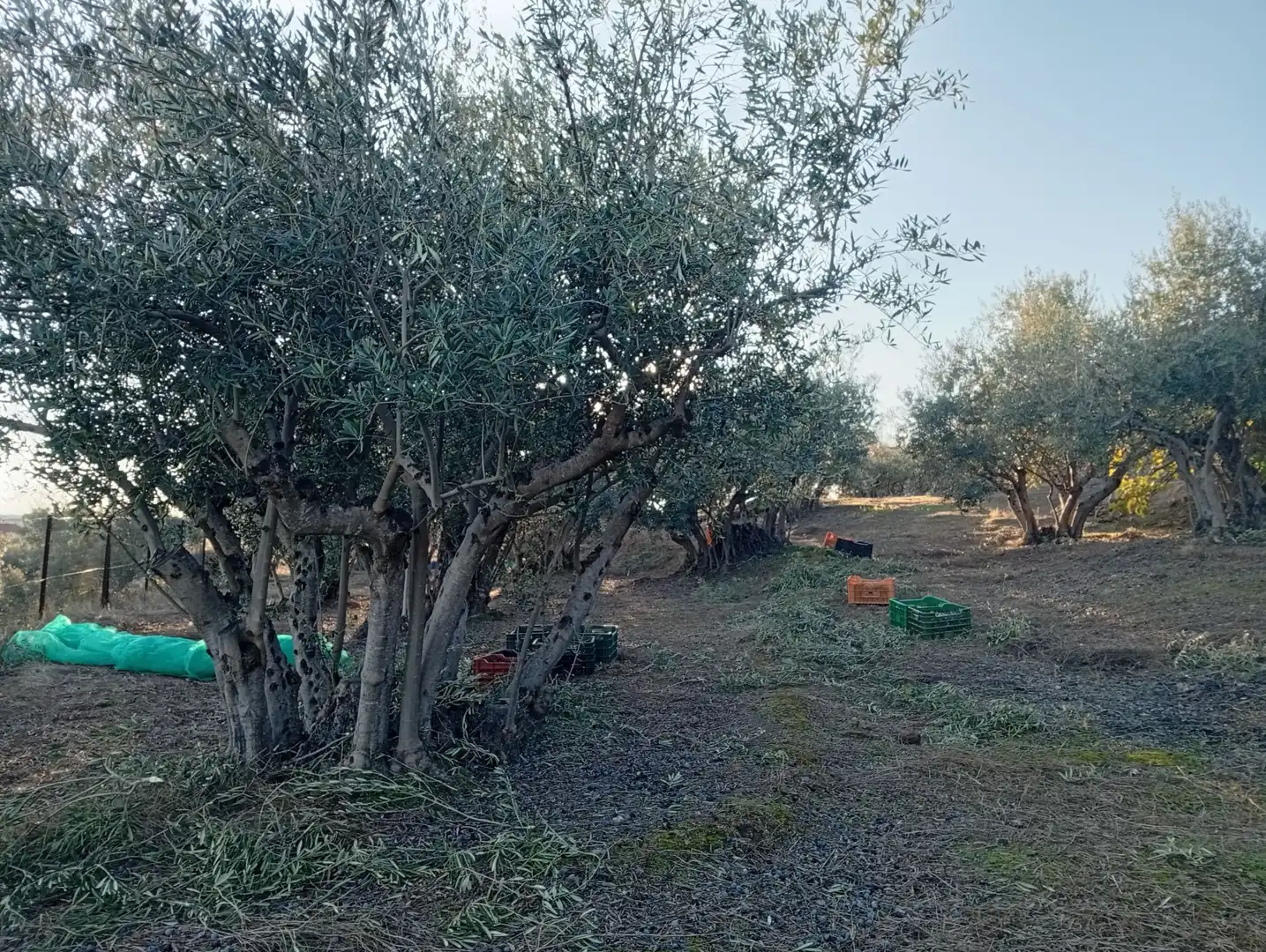 Terreni e lotti in vendita a Villanueva de la Vera, imagen 33
