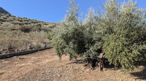 HUERTA CON MUCHA AGUA, LUZ Y CASITA , A PIE DE CARRETERA EN EL PUENTE PALOMILLAS, immagine 3