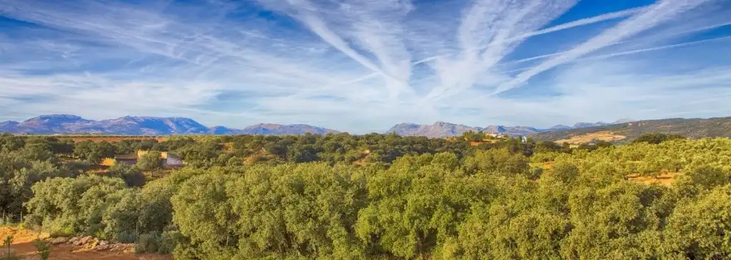 Country homes for sale in Ronda  with Private garden, Terrace and Swimming Pool