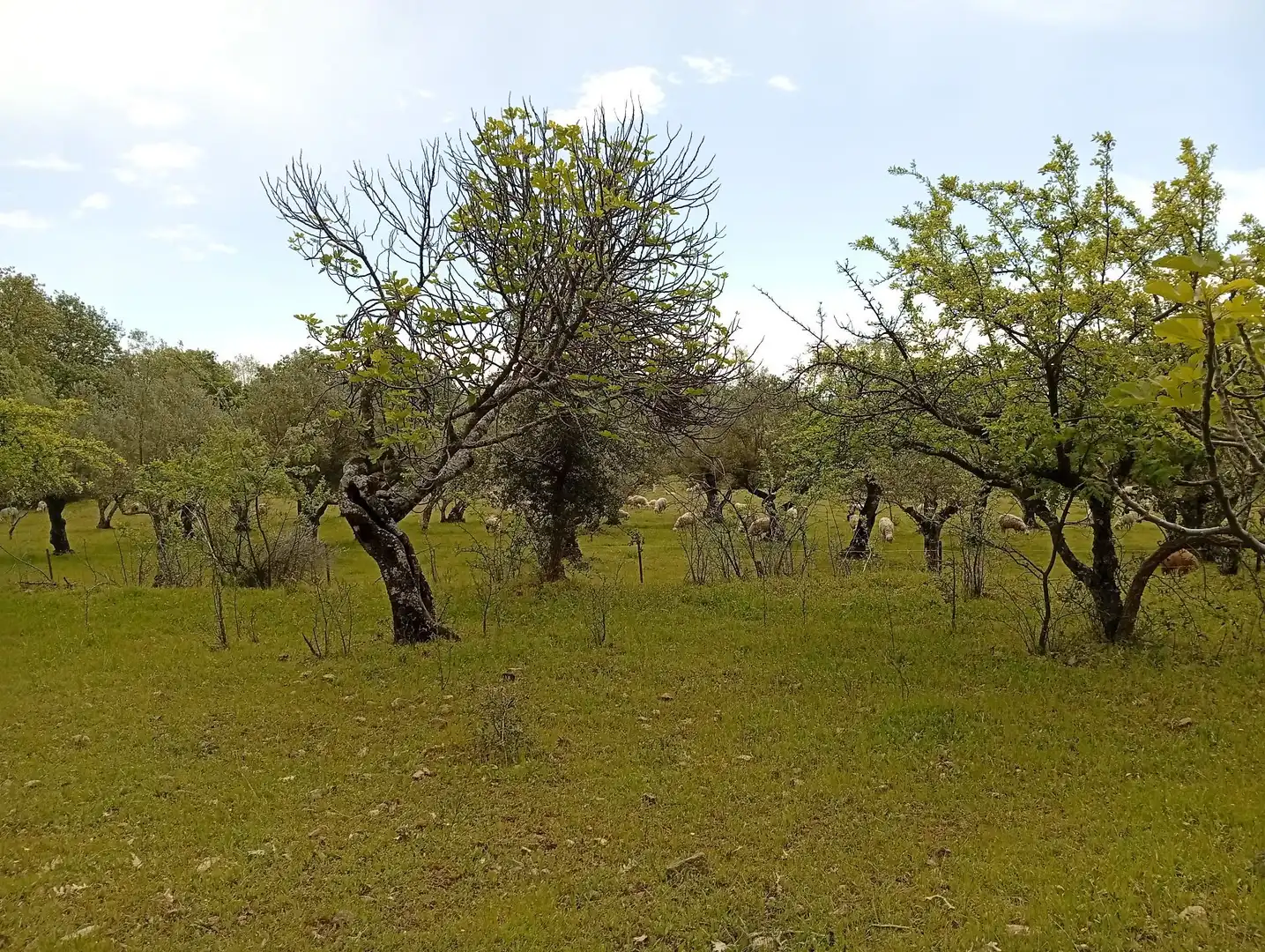 Terreni e lotti in vendita a Villanueva de la Vera, imagen 14