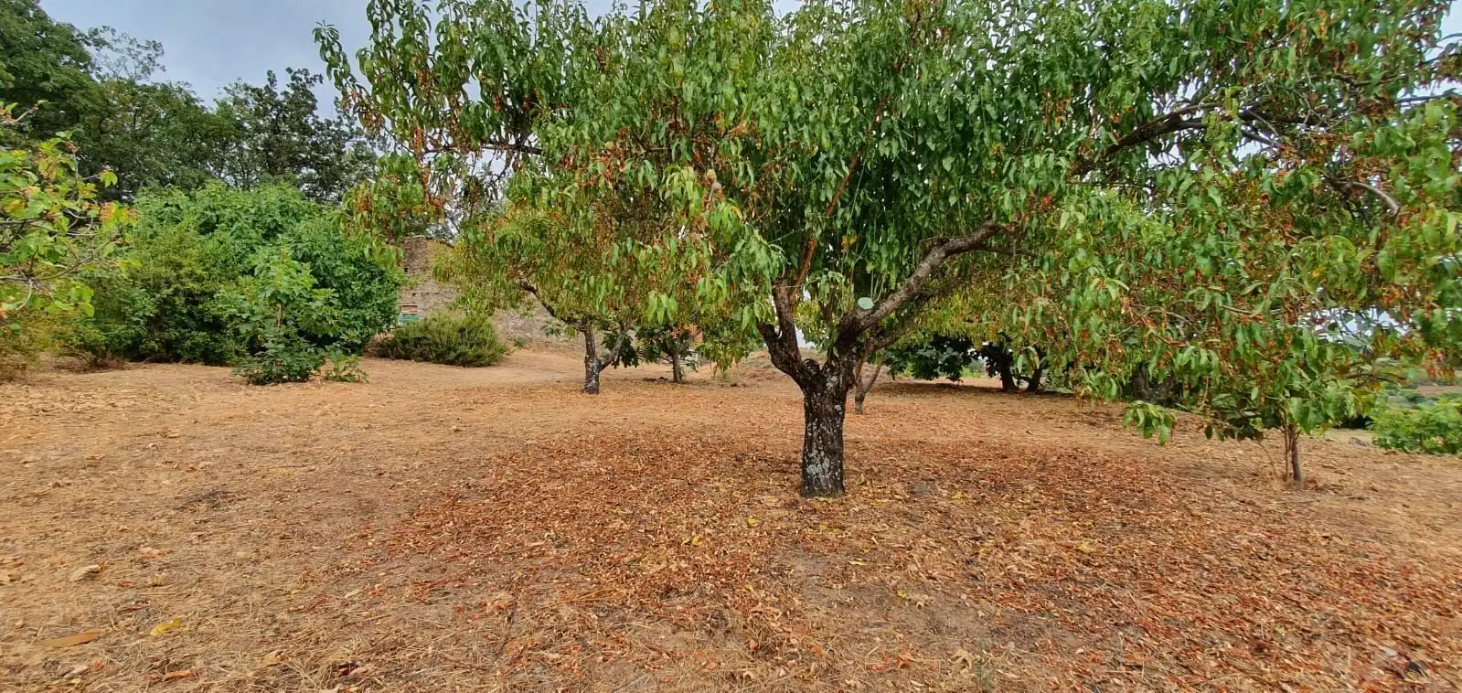 Terreni e lotti in vendita a Jarandilla de la Vera, imagen 15