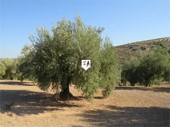Terreni e lotti in vendita a Alcaudete