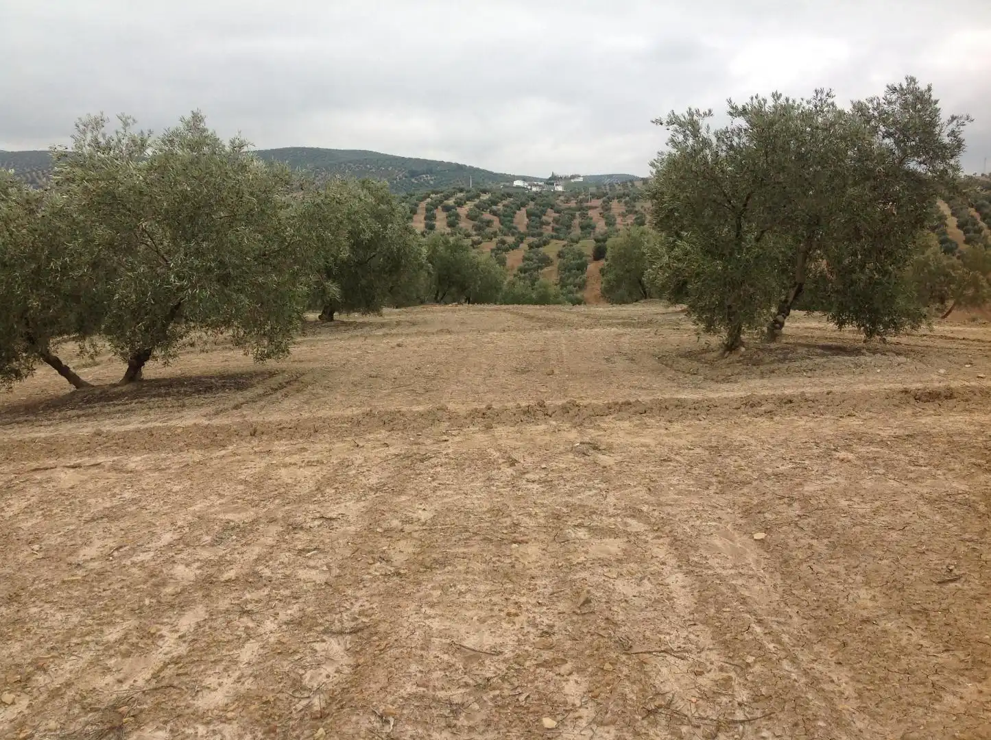 Terrenos y solares en venta en Centro, imagen 4