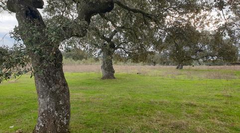 Foto 5 de Terreno en venta en Castilblanco, Badajoz