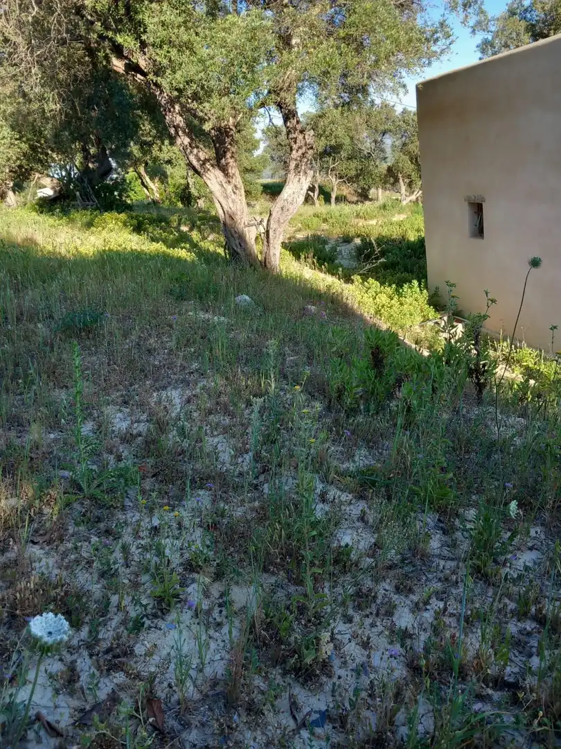 Terreny rústic en venda a El Palmar, imagen 17