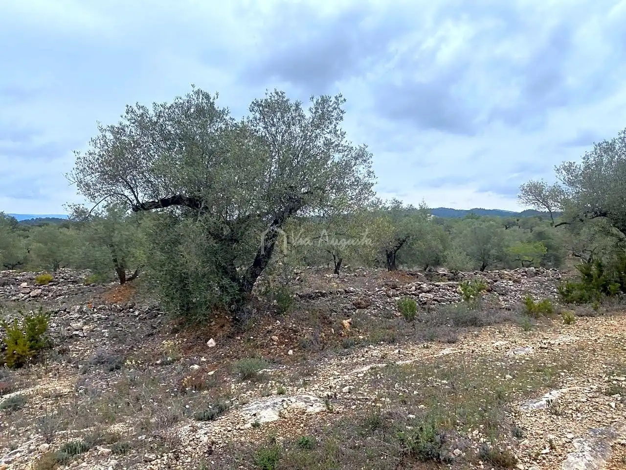 Terreno rustico in vendita a Burga, imagen 8