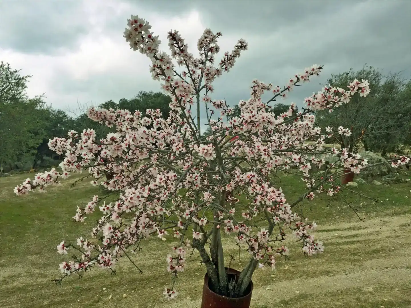Jardí de Casa o xalet en venda en Menasalbas