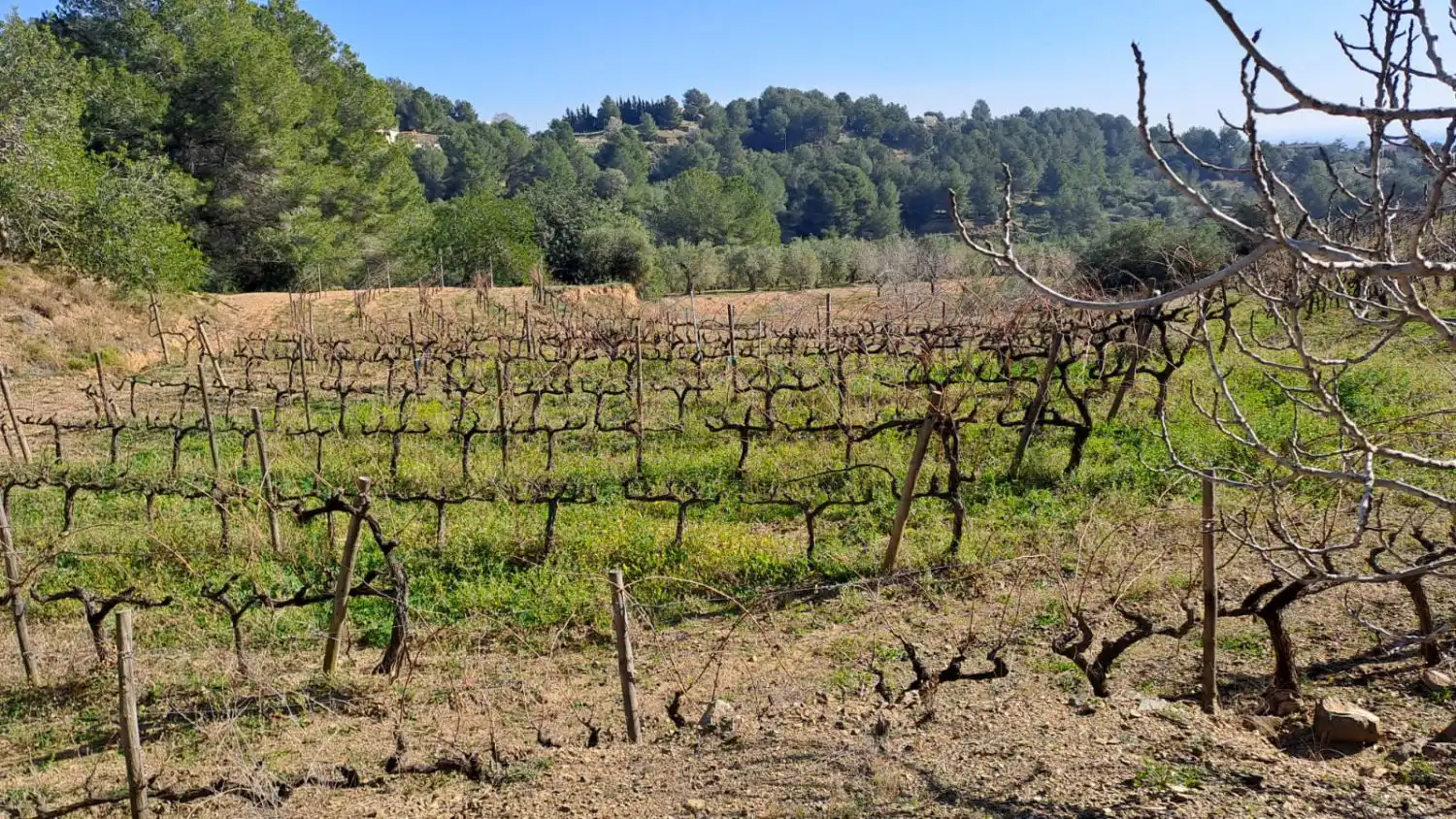 Vista exterior de Finca rústica en venda en Castellvell del Camp