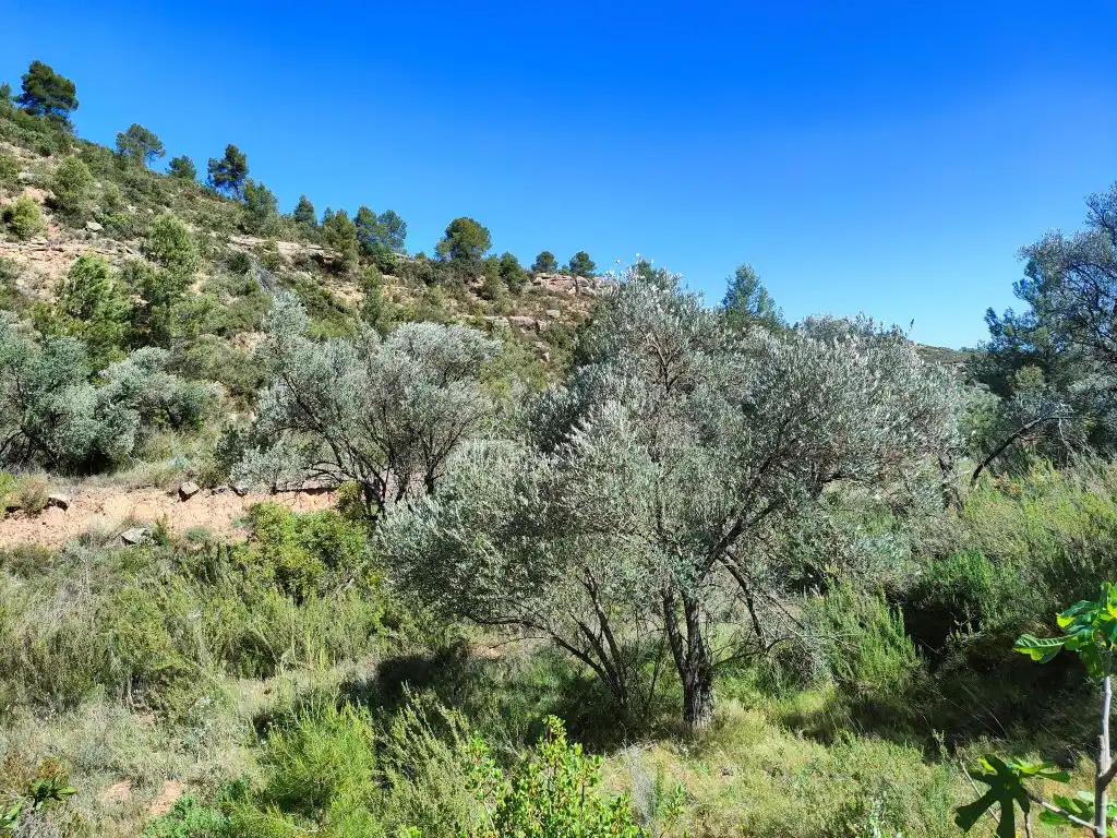 Terreni e lotti in vendita a Calaceite