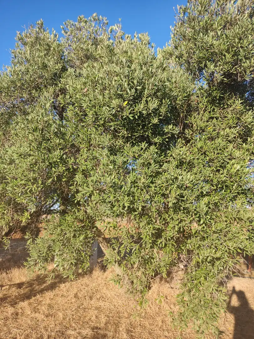 Garden of Land for sale in Conil de la Frontera