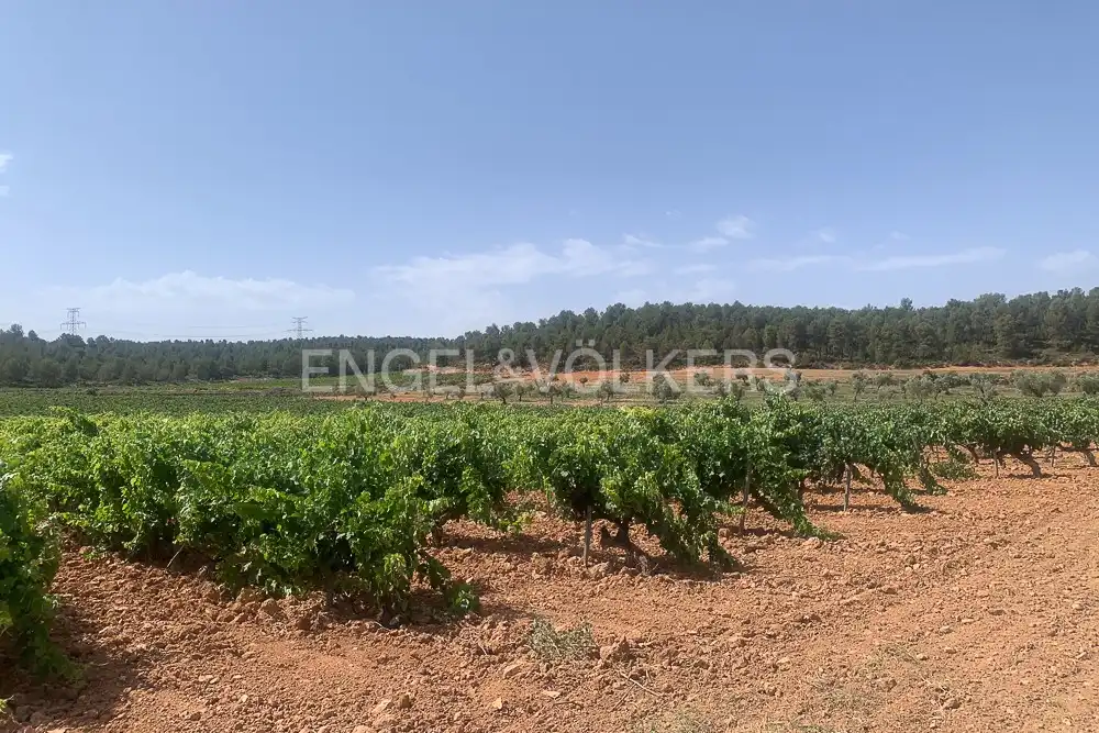 Lands and plots for sale in Requena, imagen 5