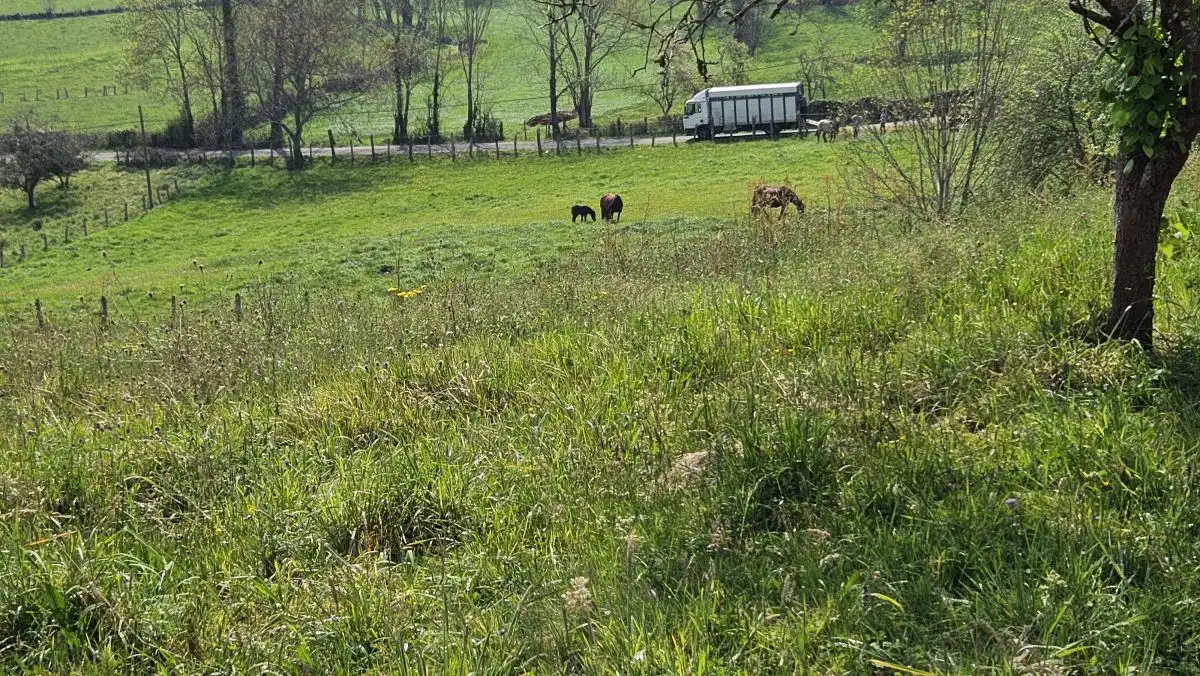 Terrenys i solars en venda a Nava, imagen 4
