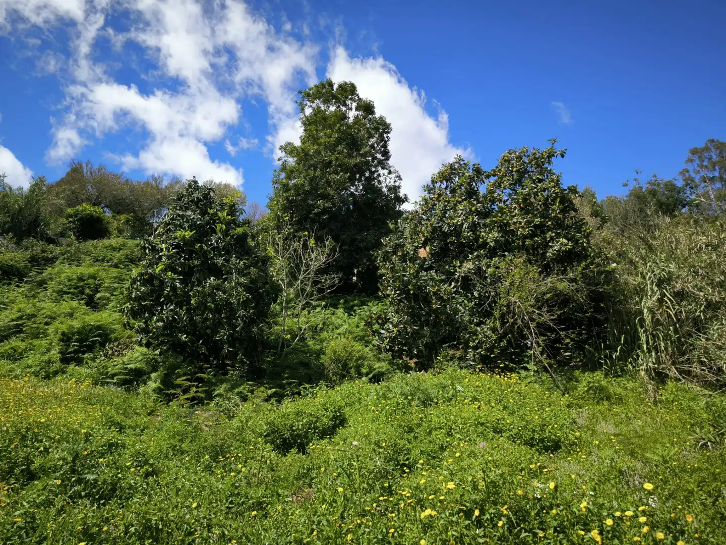 Finca rústica en venta en Moya (Las Palmas)