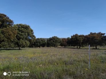 Terreny rústic en venda a Almadén