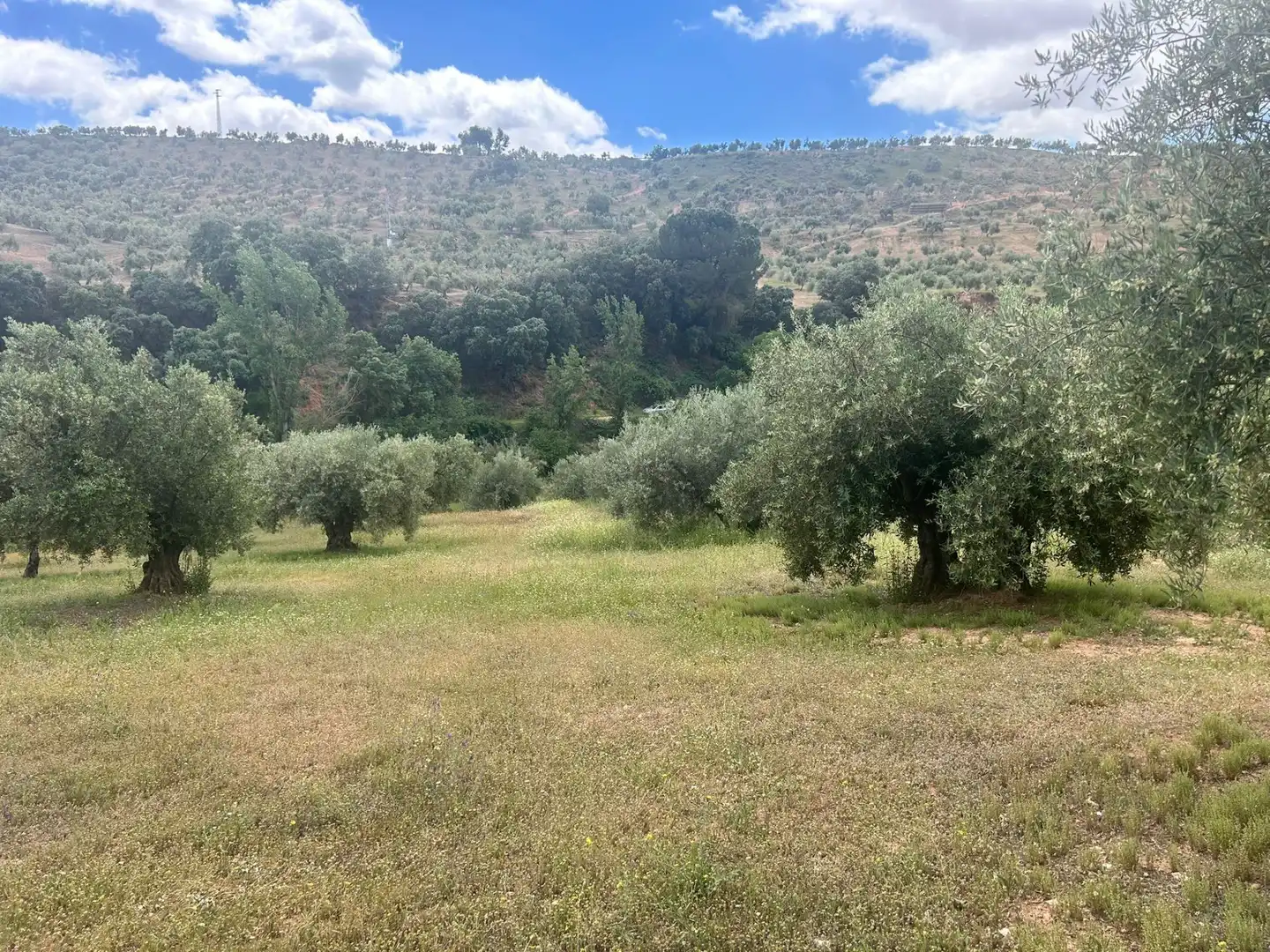 Terreno rustico in vendita a Calicasas, imagen 10